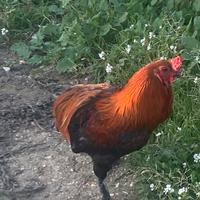 Olive egger gallo