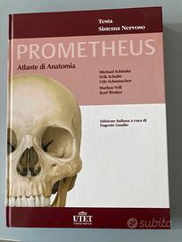 PROMETHEUS - Testa, sistema nervoso