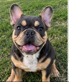 Cane maschio come amico di vita , ??