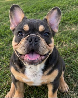 Cane maschio come amico di vita , ??
