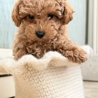 Barboncino Toy femmina