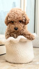 Barboncino Toy femmina