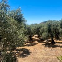 Terreno agricolo Itri