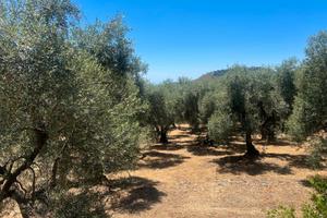Terreno agricolo Itri