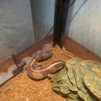 Geco dalla coda grassa più terrario