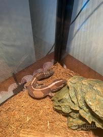 Geco dalla coda grassa più terrario