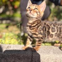 Cuccioli gatto bengala