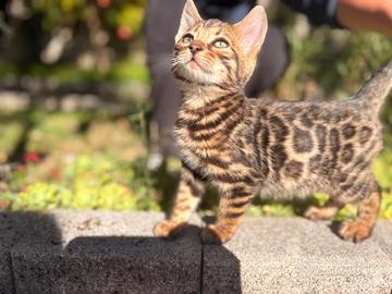 Cuccioli gatto bengala