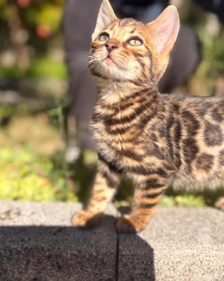 Cuccioli gatto bengala