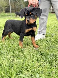 Rottweiler cuccioli