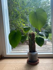 Monstera Deliciosa piccola con palo