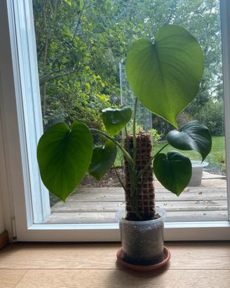 Monstera Deliciosa piccola con palo