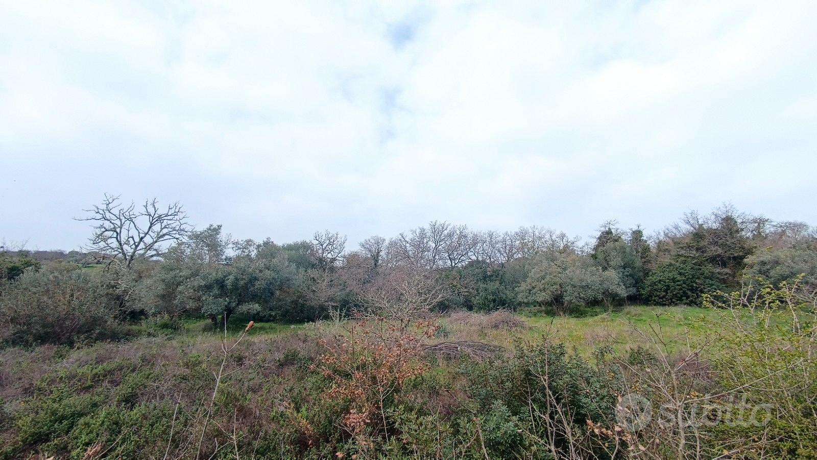 Terreno con uliveto - Vista 6
