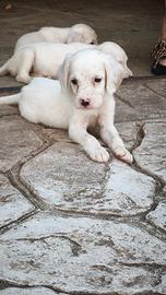 Cuccioli di setter