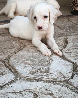 Cuccioli di setter