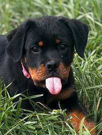 Rottweiler Femmina 3mesi