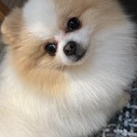 Monta Spitz di Pomerania