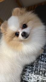 Monta Spitz di Pomerania