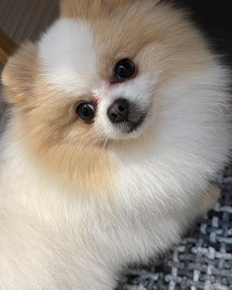 Monta Spitz di Pomerania