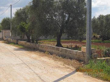 Veglie terreno agricolo