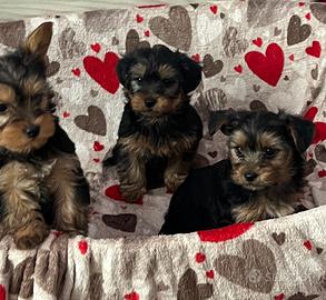Disponibili cuccioli Yorkshire
