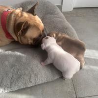 Bulldog francese cuccioli