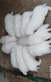 Pastore maremmano abruzzese