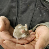 Mus musculus