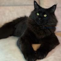 Cucciolo Maine Coon black ~ con pedigree open