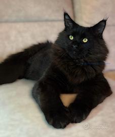 Cucciolo Maine Coon black ~ con pedigree open