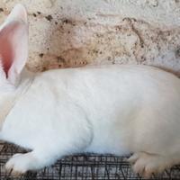 Conigli linea Martini industriale da c.a.r.n.e