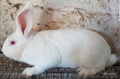 Conigli linea Martini industriale da c.a.r.n.e