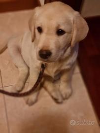 Cucciolo di labrador miele di 6 mesi