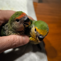 Pullo Roseicollis NT allevato a mano