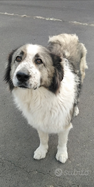 Cagnolina meravigliosa in Adozione. Simonetta