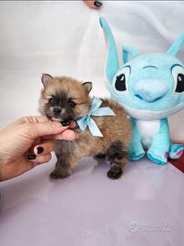 Pomerania Spitz nano