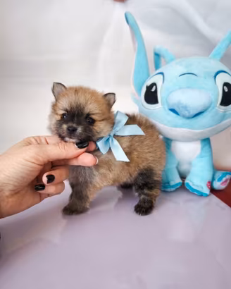 Pomerania Spitz nano