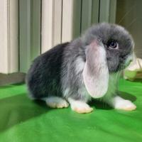 Coniglietti nani Ariete/mini lop