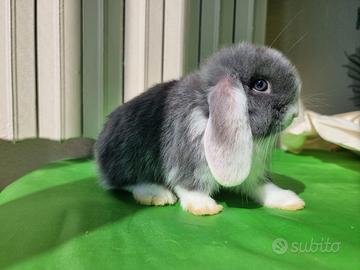 Coniglietti nani Ariete/mini lop