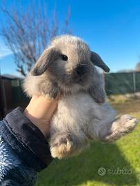 Coniglio ariete nano
