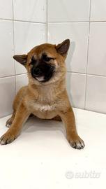 Shiba inu