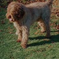 Lagotto con pedigree per cucciolata