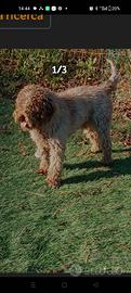 Lagotto con pedigree per cucciolata