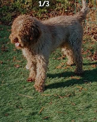 Lagotto con pedigree per cucciolata