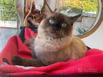 Ragdoll accoppiamento