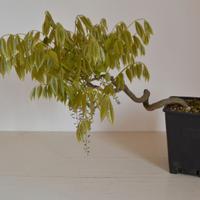 BONSAI GLICINE WISTERIA FLORIBUNDA