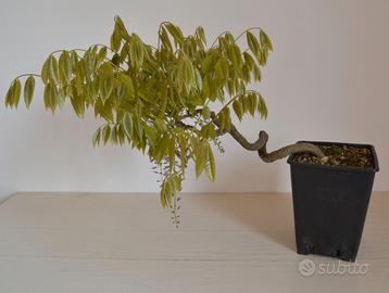 BONSAI GLICINE WISTERIA FLORIBUNDA