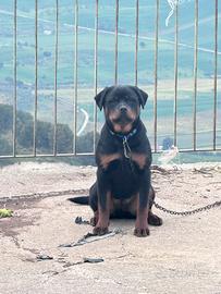 DISPONIBILE Cucciola Rottweiler di 6mesi