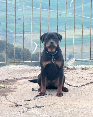 DISPONIBILE Cucciola Rottweiler di 6mesi