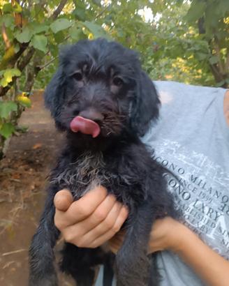 Cane da tartufo